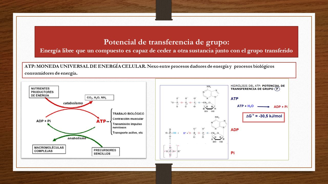 Potencial de transferencia de grupo: Energía libre que un compuesto es capaz de ceder a otra sustancia junto con el grupo transferido