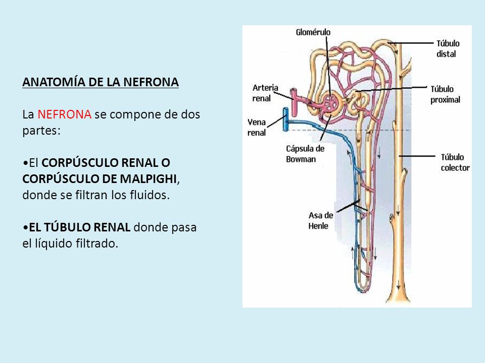 ANATOMÍA DE LA NEFRONA La NEFRONA se compone de dos partes: El CORPÚSCULO RENAL O CORPÚSCULO DE MALPIGHI, donde se filtran los fluidos.