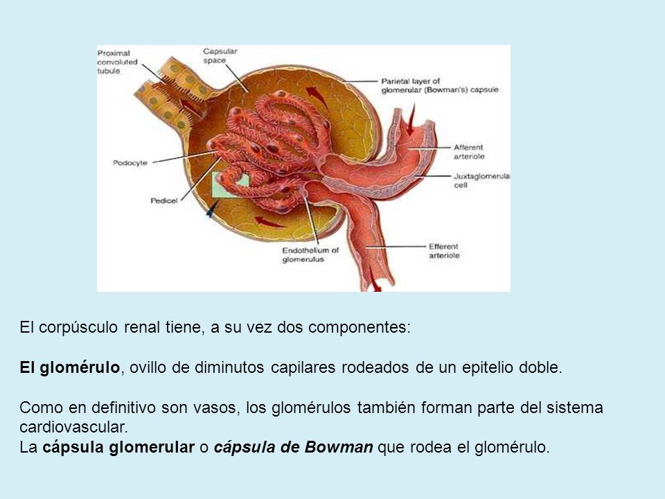 El corpúsculo renal tiene, a su vez dos componentes:
