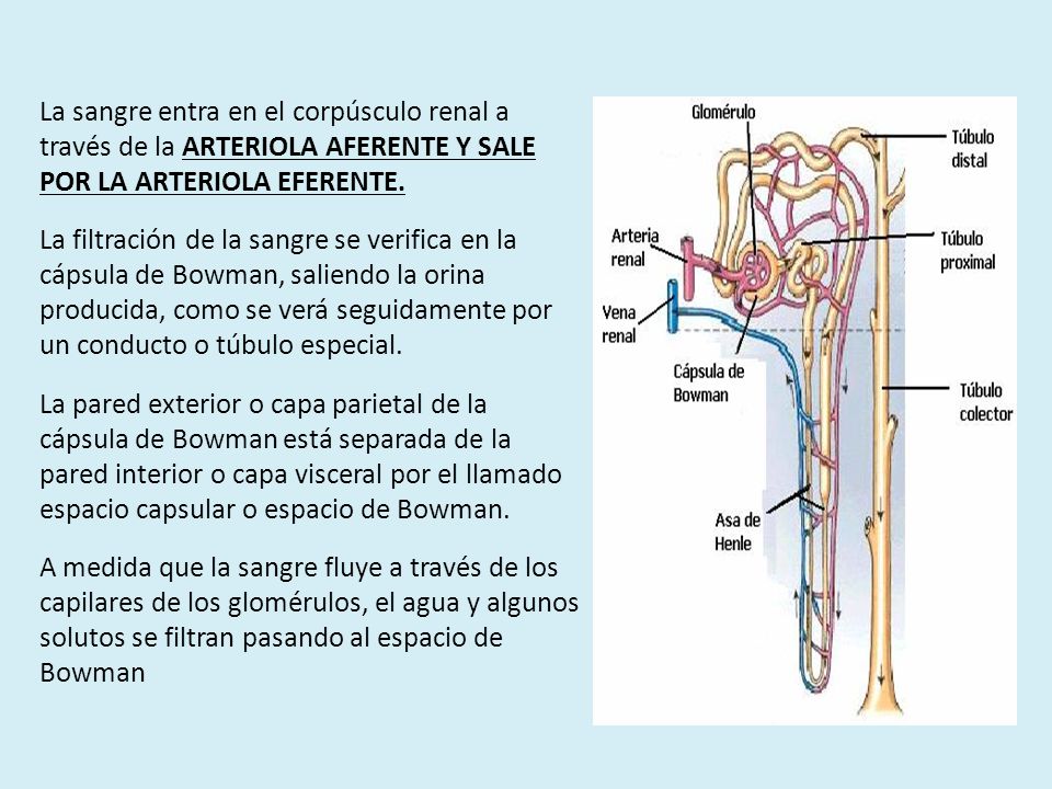 La sangre entra en el corpúsculo renal a través de la ARTERIOLA AFERENTE Y SALE POR LA ARTERIOLA EFERENTE.