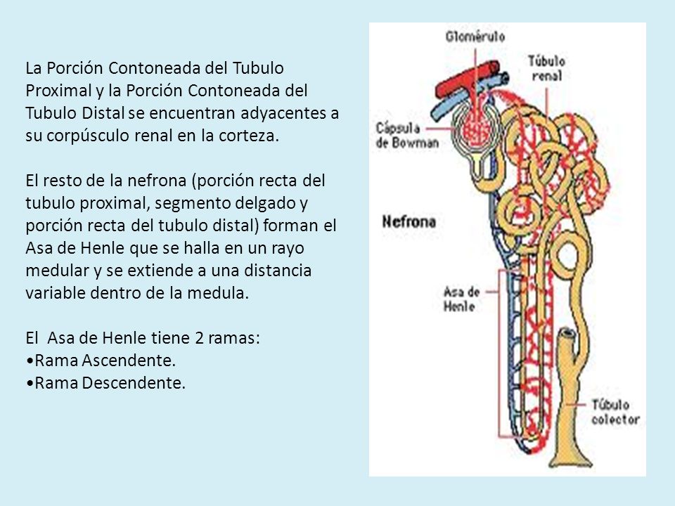 La Porción Contoneada del Tubulo Proximal y la Porción Contoneada del Tubulo Distal se encuentran adyacentes a su corpúsculo renal en la corteza.