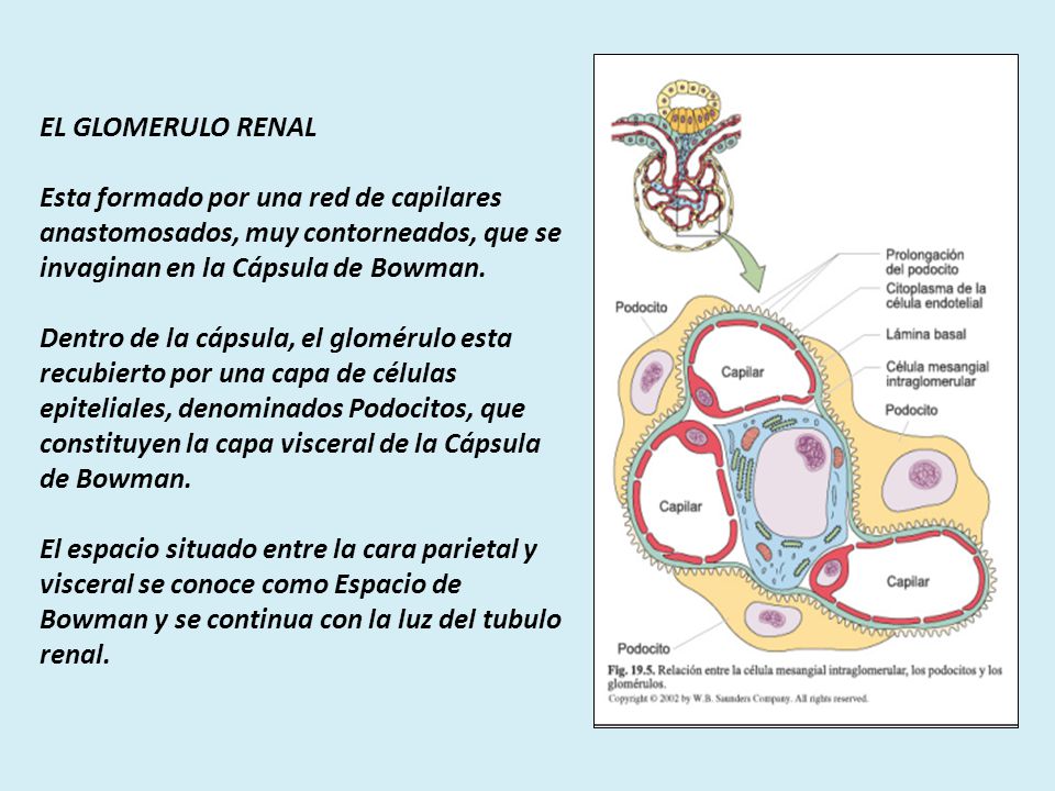 EL GLOMERULO RENAL Esta formado por una red de capilares anastomosados, muy contorneados, que se invaginan en la Cápsula de Bowman.