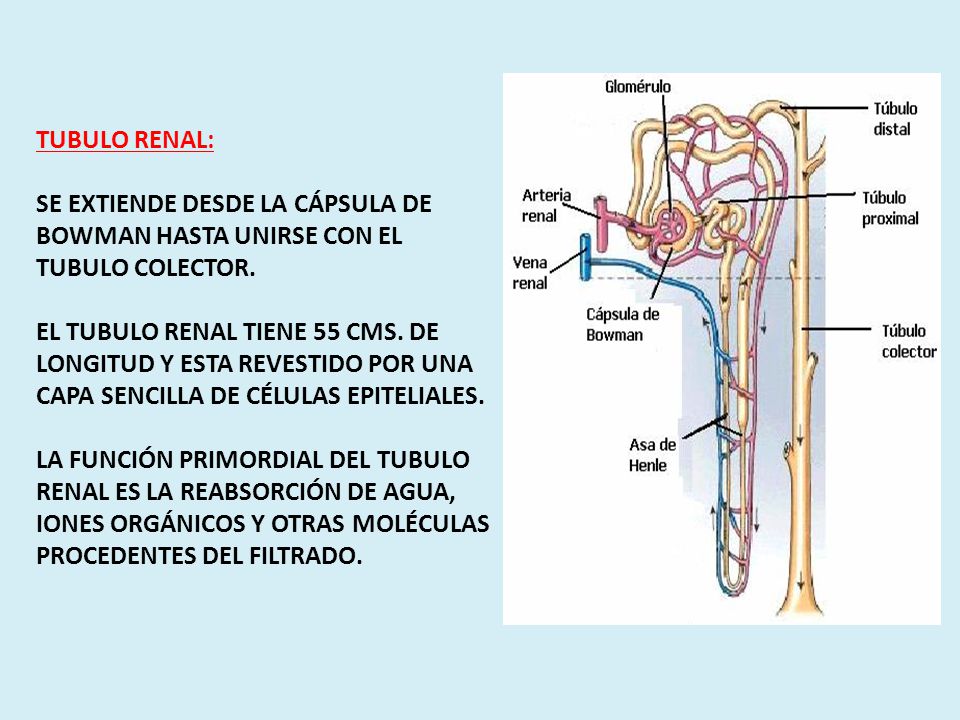 TUBULO RENAL: SE EXTIENDE DESDE LA CÁPSULA DE BOWMAN HASTA UNIRSE CON EL TUBULO COLECTOR.