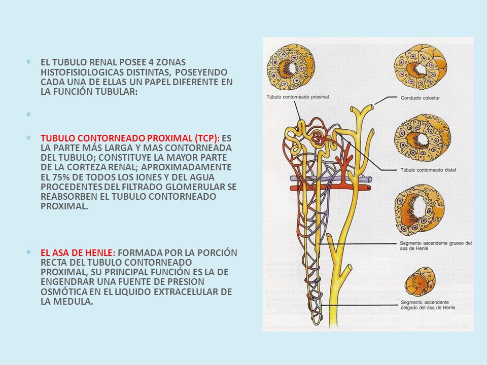 EL TUBULO RENAL POSEE 4 ZONAS HISTOFISIOLOGICAS DISTINTAS, POSEYENDO CADA UNA DE ELLAS UN PAPEL DIFERENTE EN LA FUNCIÓN TUBULAR: