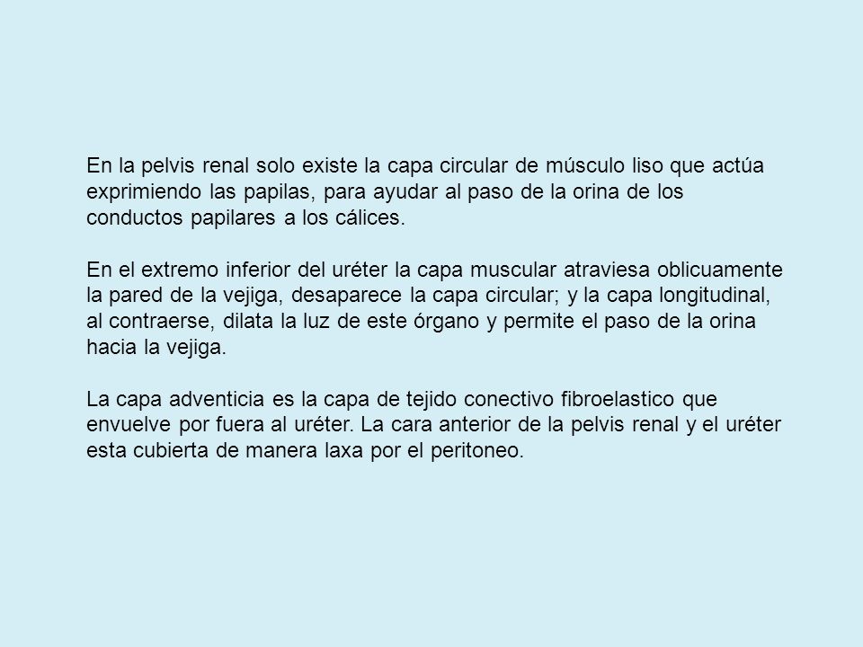 En la pelvis renal solo existe la capa circular de músculo liso que actúa exprimiendo las papilas, para ayudar al paso de la orina de los conductos papilares a los cálices.