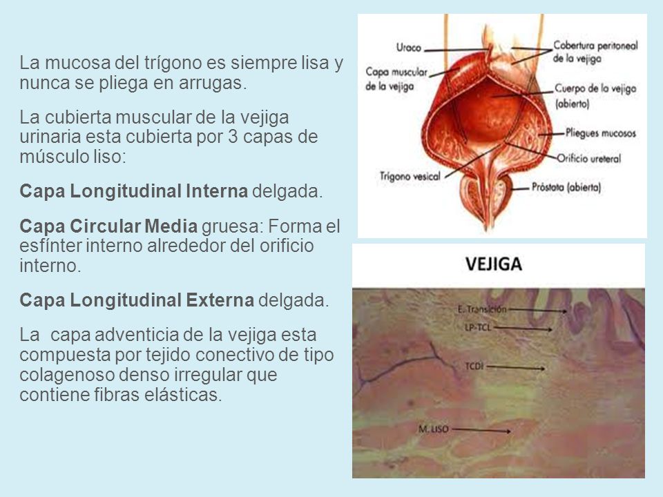 La mucosa del trígono es siempre lisa y nunca se pliega en arrugas.