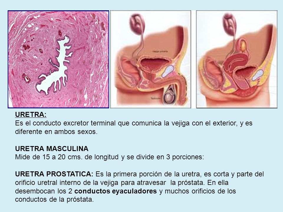 URETRA: Es el conducto excretor terminal que comunica la vejiga con el exterior, y es diferente en ambos sexos.