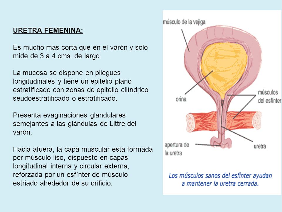 URETRA FEMENINA: Es mucho mas corta que en el varón y solo mide de 3 a 4 cms. de largo.