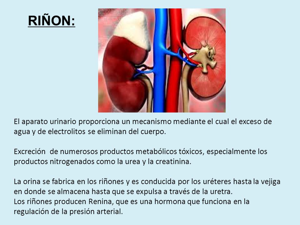 RIÑON: El aparato urinario proporciona un mecanismo mediante el cual el exceso de agua y de electrolitos se eliminan del cuerpo.