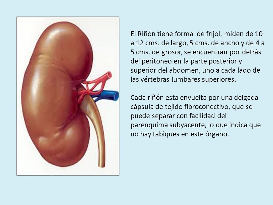 El Riñón tiene forma de fríjol, miden de 10 a 12 cms. de largo, 5 cms