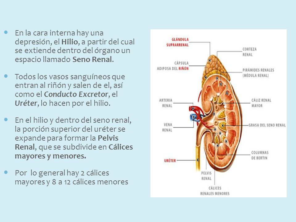 En la cara interna hay una depresión, el Hilio, a partir del cual se extiende dentro del órgano un espacio llamado Seno Renal.