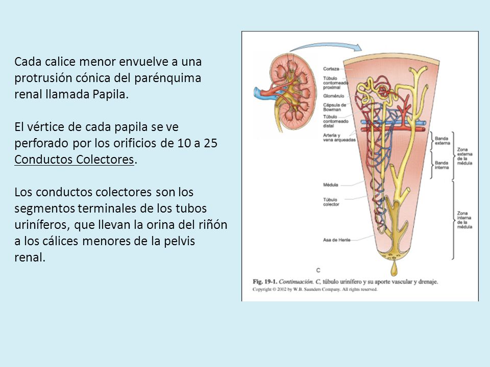 Cada calice menor envuelve a una protrusión cónica del parénquima renal llamada Papila.