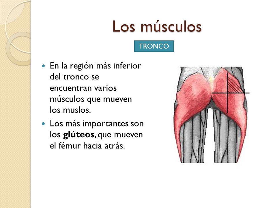 Los músculos TRONCO. En la región más inferior del tronco se encuentran varios músculos que mueven los muslos.