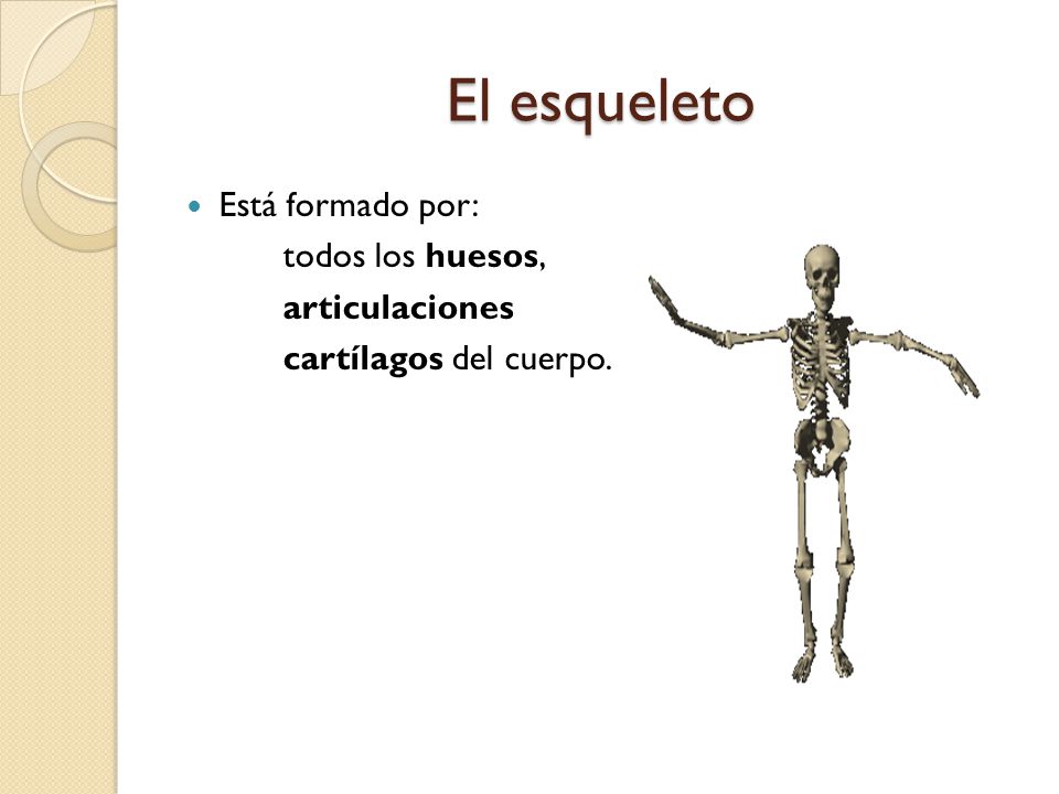 El esqueleto Está formado por: todos los huesos, articulaciones