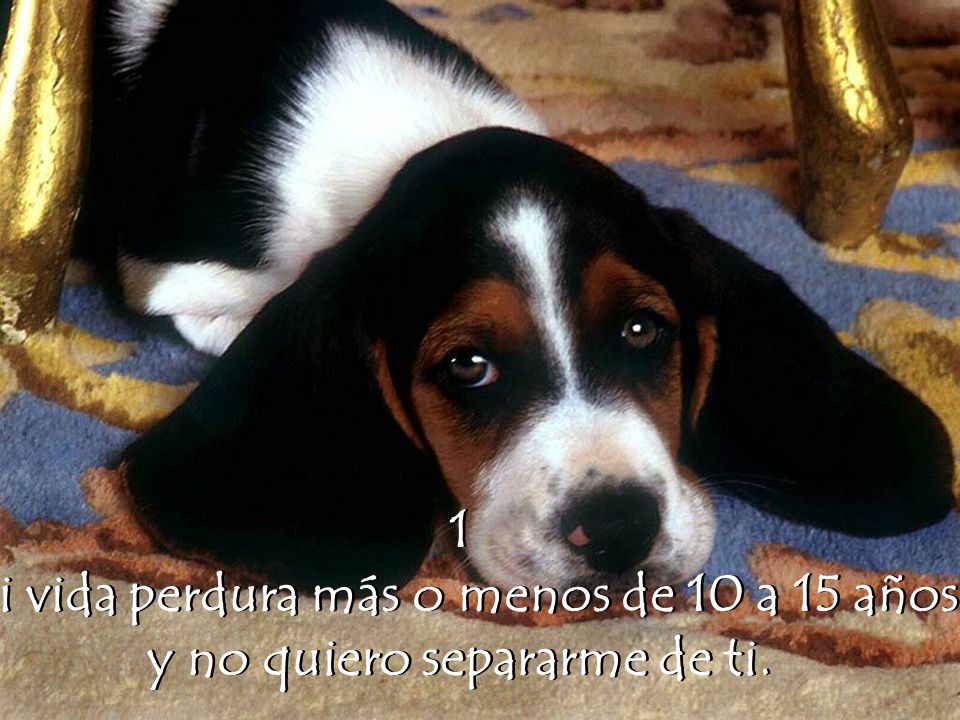Mi vida perdura más o menos de 10 a 15 años