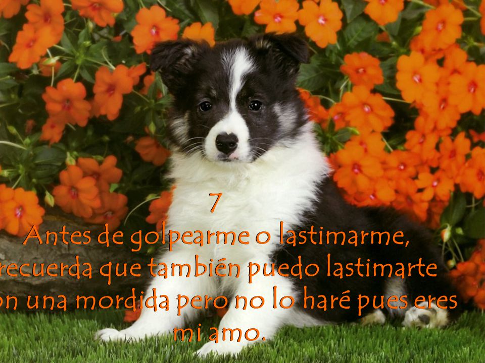 Antes de golpearme o lastimarme, recuerda que también puedo lastimarte