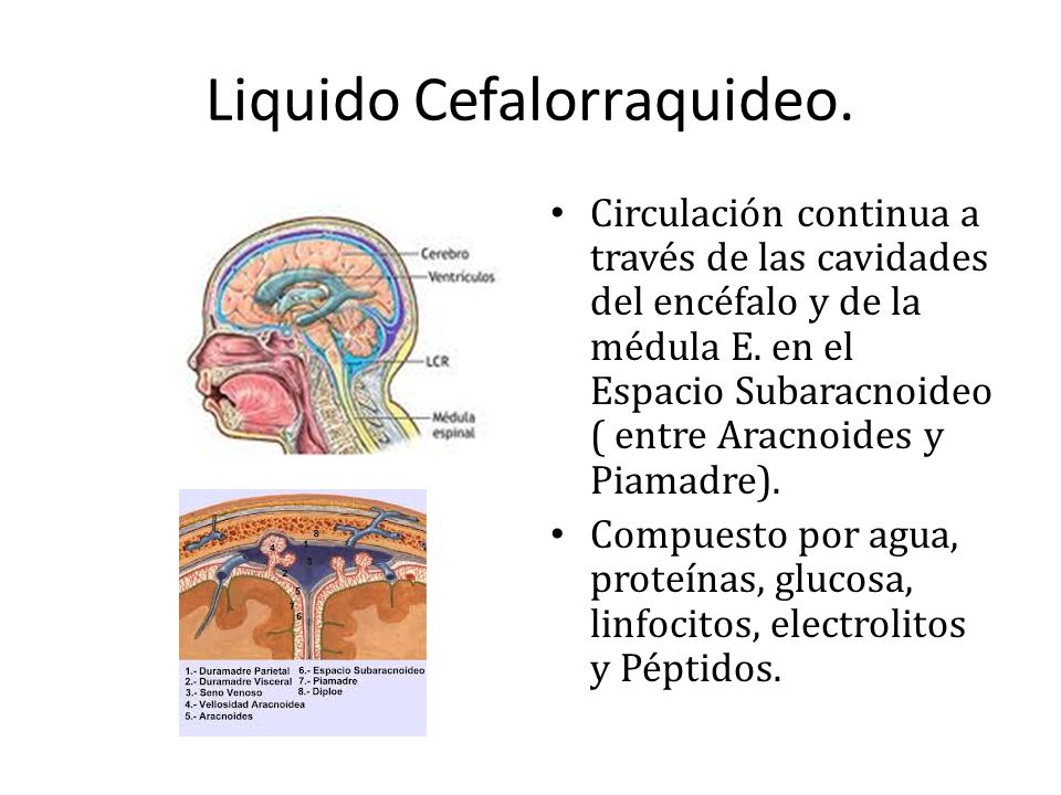 Liquido Cefalorraquideo.