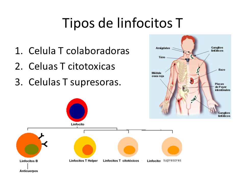 Tipos de linfocitos T Celula T colaboradoras Celuas T citotoxicas