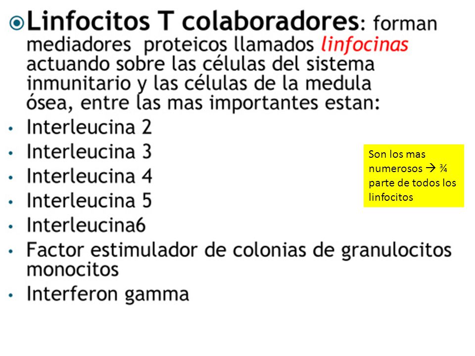 Son los mas numerosos  ¾ parte de todos los linfocitos