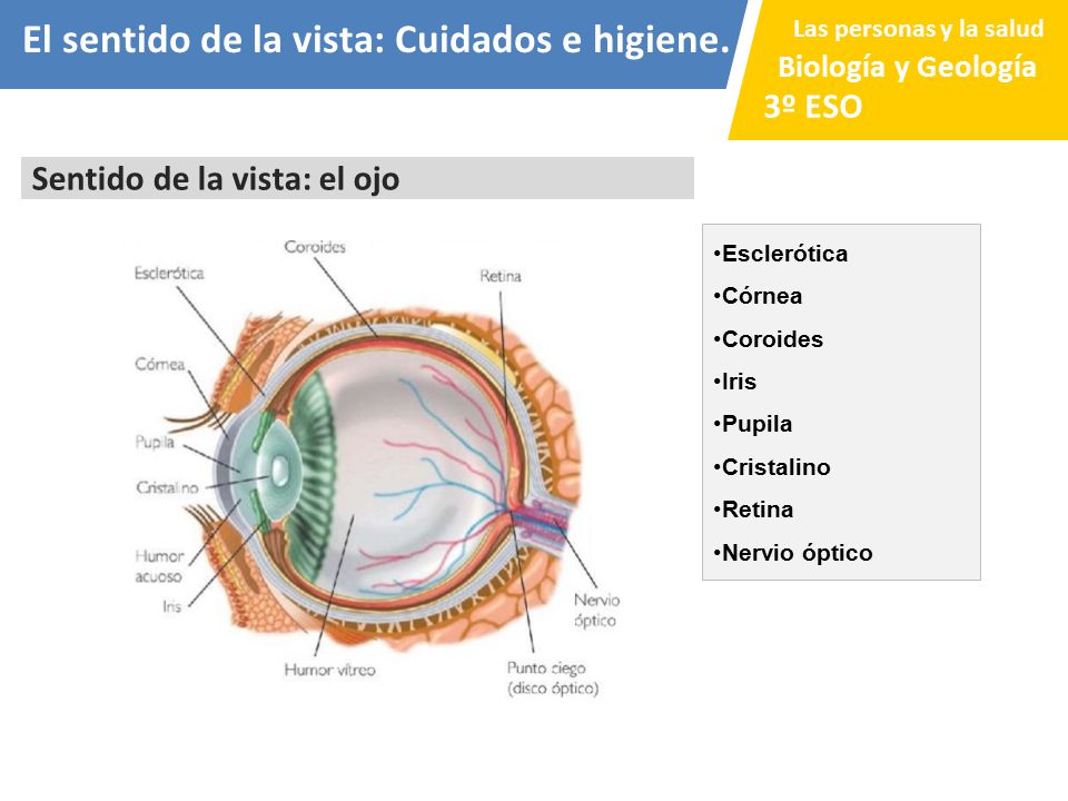 El sentido de la vista: Cuidados e higiene.