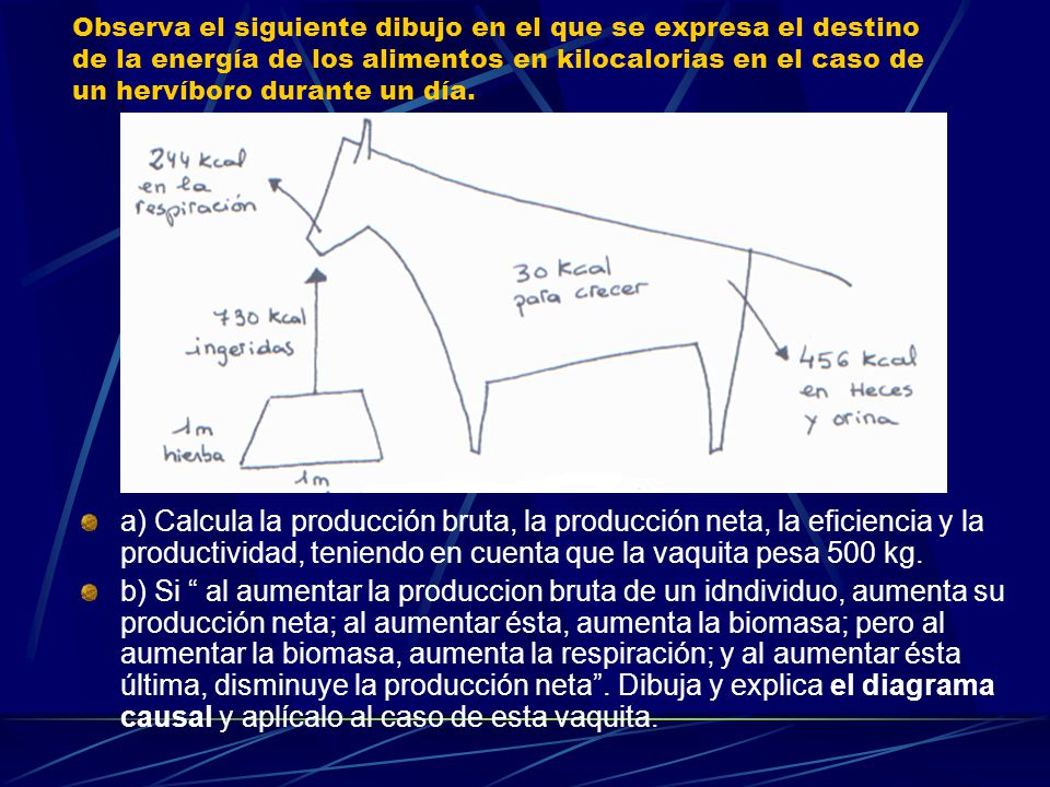 Observa el siguiente dibujo en el que se expresa el destino de la energía de los alimentos en kilocalorias en el caso de un hervíboro durante un día.