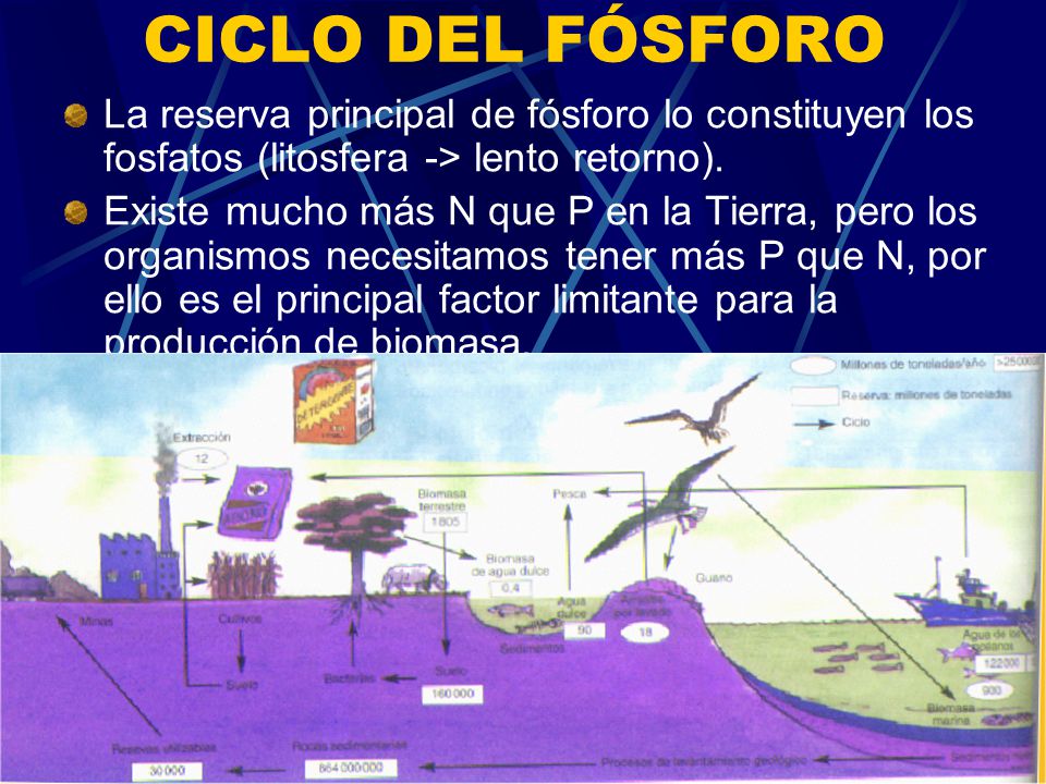 CICLO DEL FÓSFORO La reserva principal de fósforo lo constituyen los fosfatos (litosfera -> lento retorno).