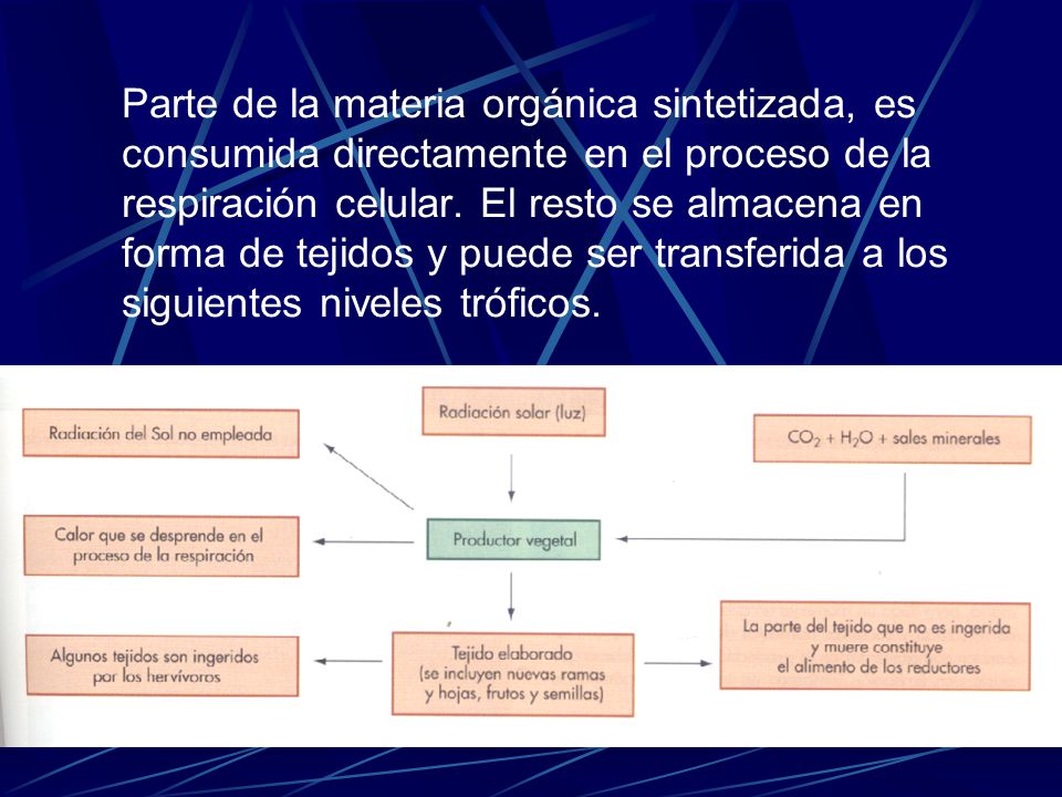 Parte de la materia orgánica sintetizada, es consumida directamente en el proceso de la respiración celular.