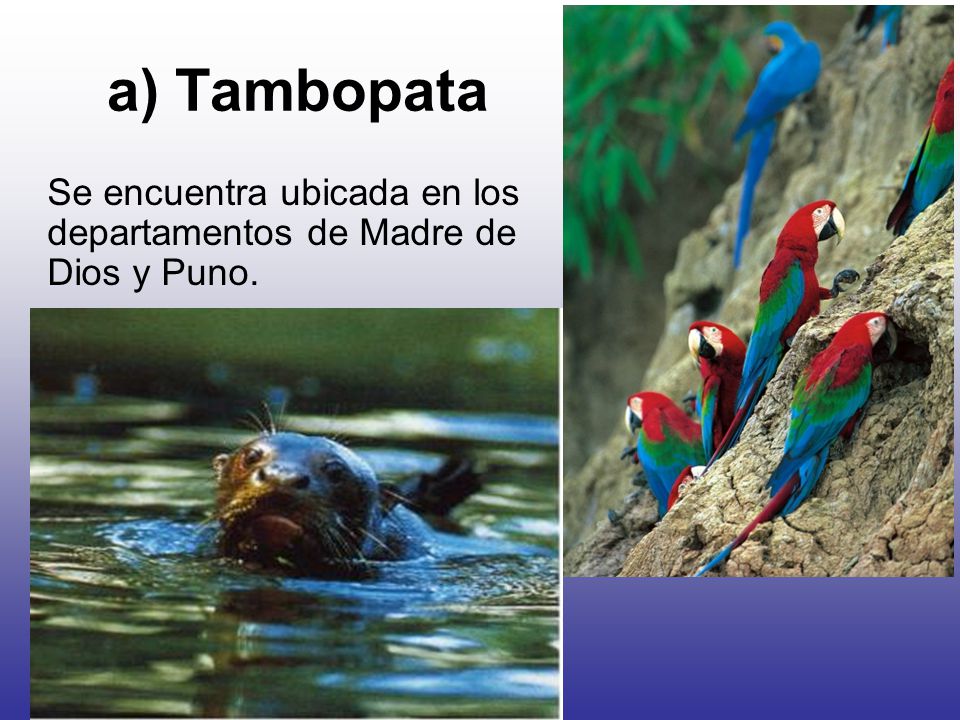a) Tambopata Se encuentra ubicada en los departamentos de Madre de Dios y Puno.