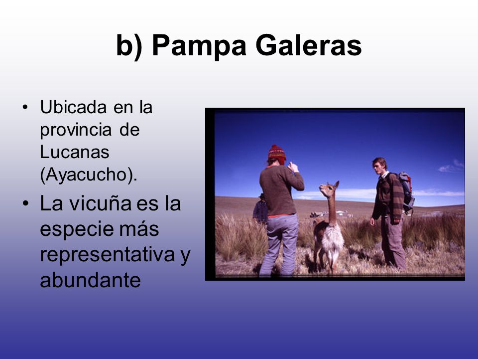 b) Pampa Galeras Ubicada en la provincia de Lucanas (Ayacucho).