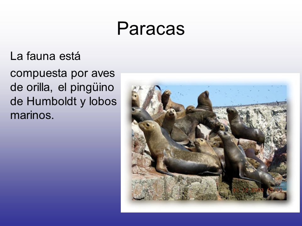 Paracas La fauna está compuesta por aves de orilla, el pingüino de Humboldt y lobos marinos.