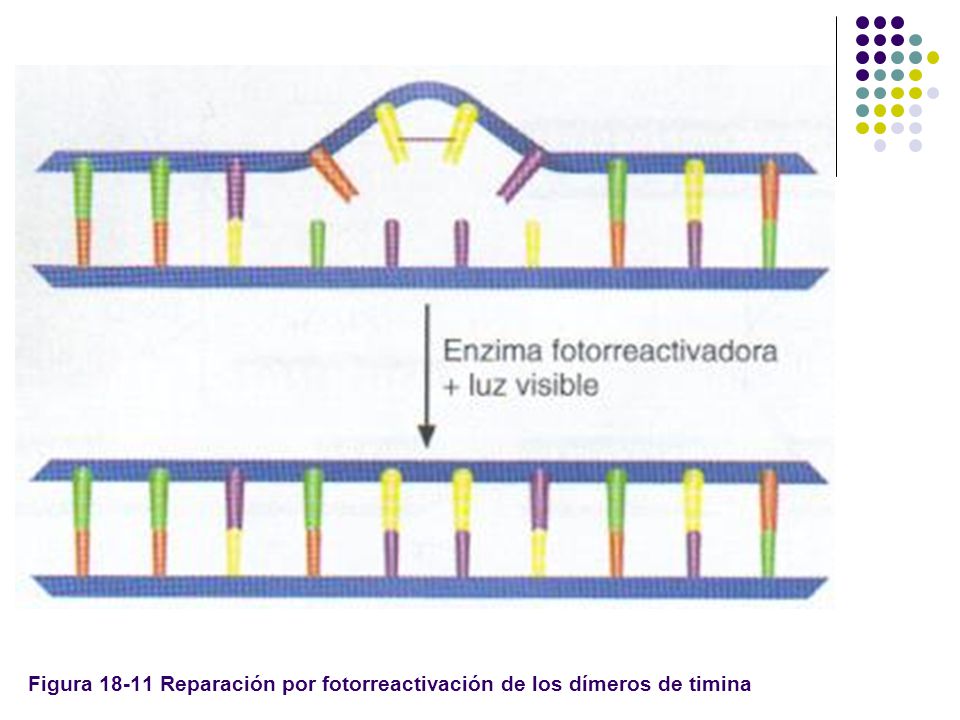 Figura Reparación por fotorreactivación de los dímeros de timina