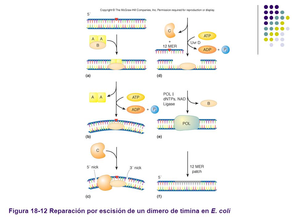 Figura Reparación por escisión de un dimero de timina en E. coli