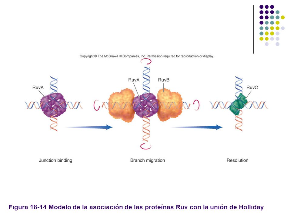 Figura Modelo de la asociación de las proteínas Ruv con la unión de Holliday