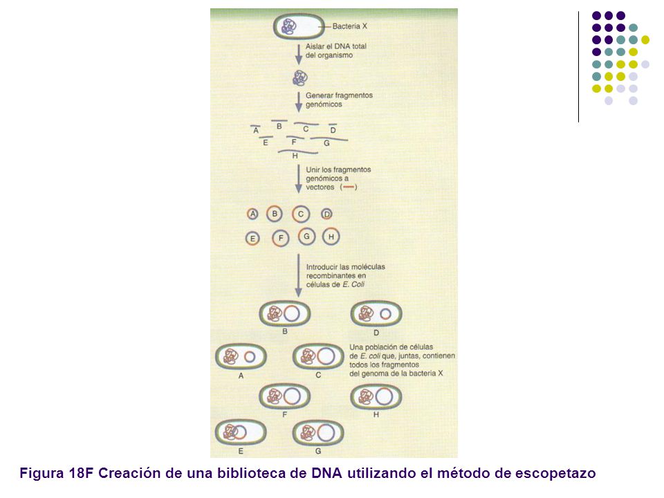 Figura 18F Creación de una biblioteca de DNA utilizando el método de escopetazo