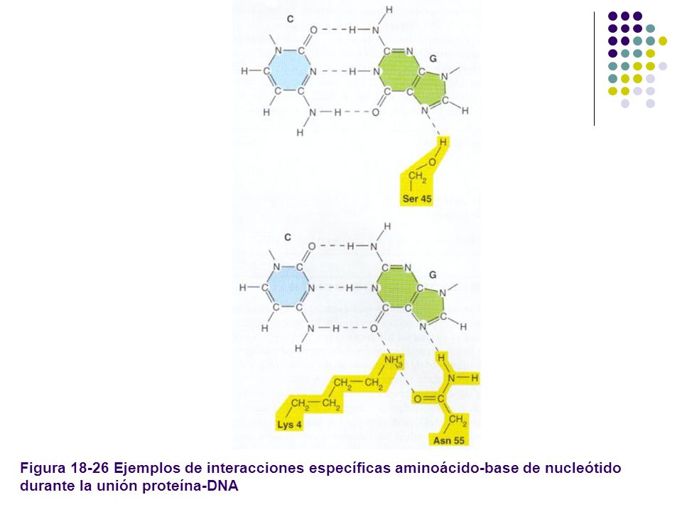 Figura Ejemplos de interacciones específicas aminoácido-base de nucleótido durante la unión proteína-DNA