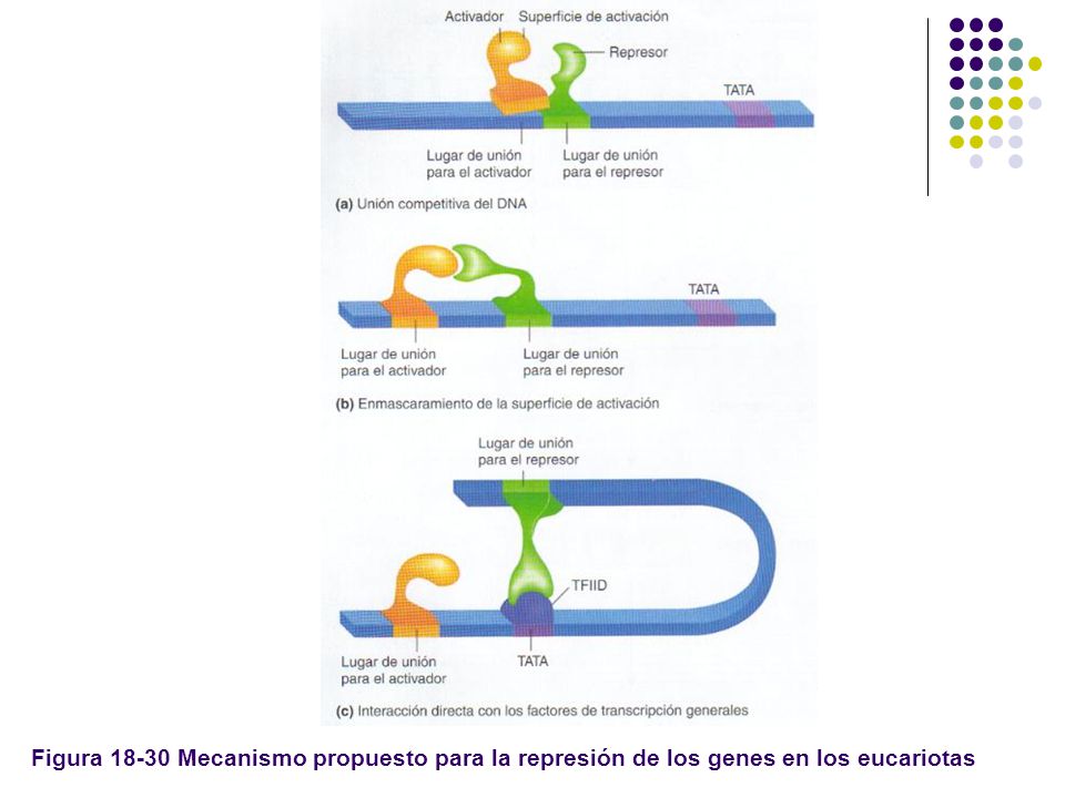 Figura Mecanismo propuesto para la represión de los genes en los eucariotas
