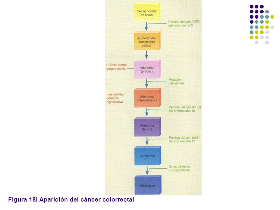 Figura 18I Aparición del cáncer colorrectal