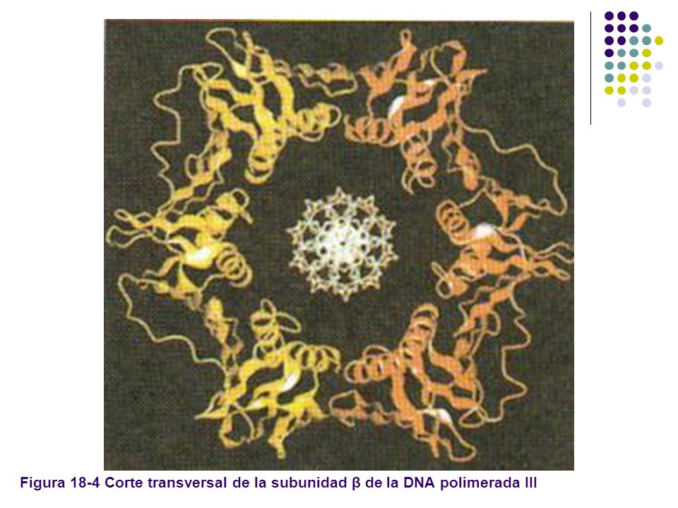 Figura 18-4 Corte transversal de la subunidad β de la DNA polimerada III