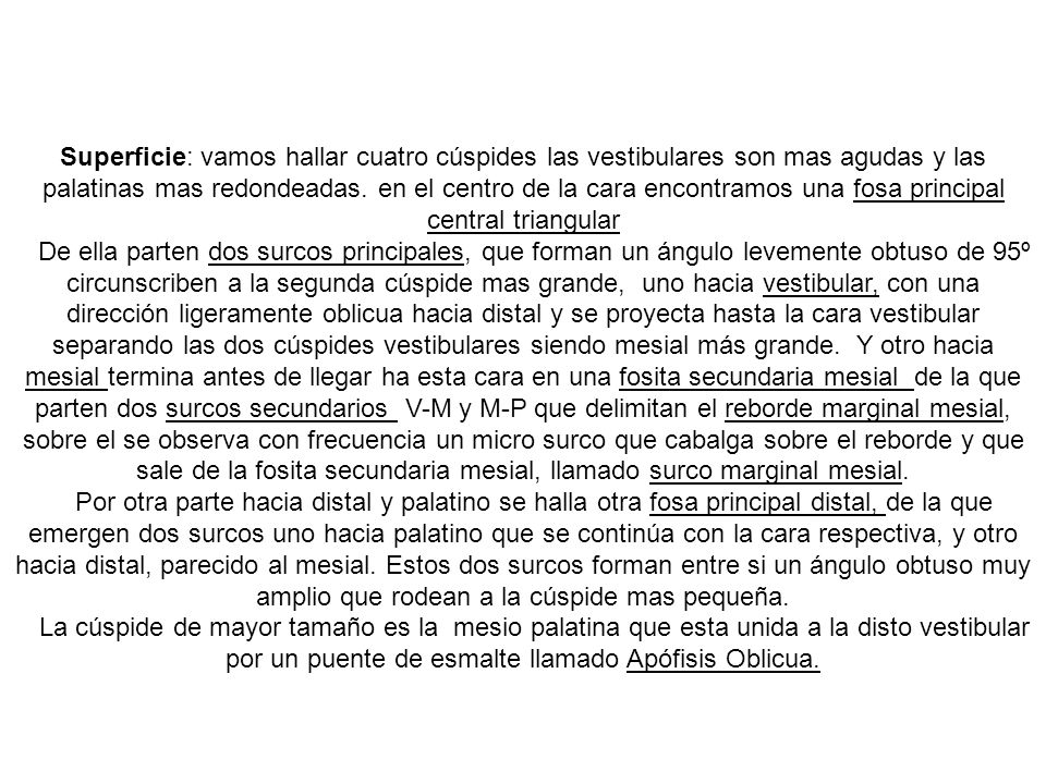 Superficie: vamos hallar cuatro cúspides las vestibulares son mas agudas y las palatinas mas redondeadas. en el centro de la cara encontramos una fosa principal central triangular