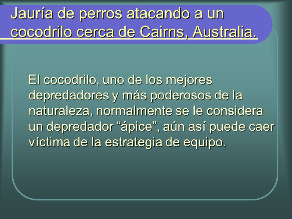 Jauría de perros atacando a un cocodrilo cerca de Cairns, Australia.