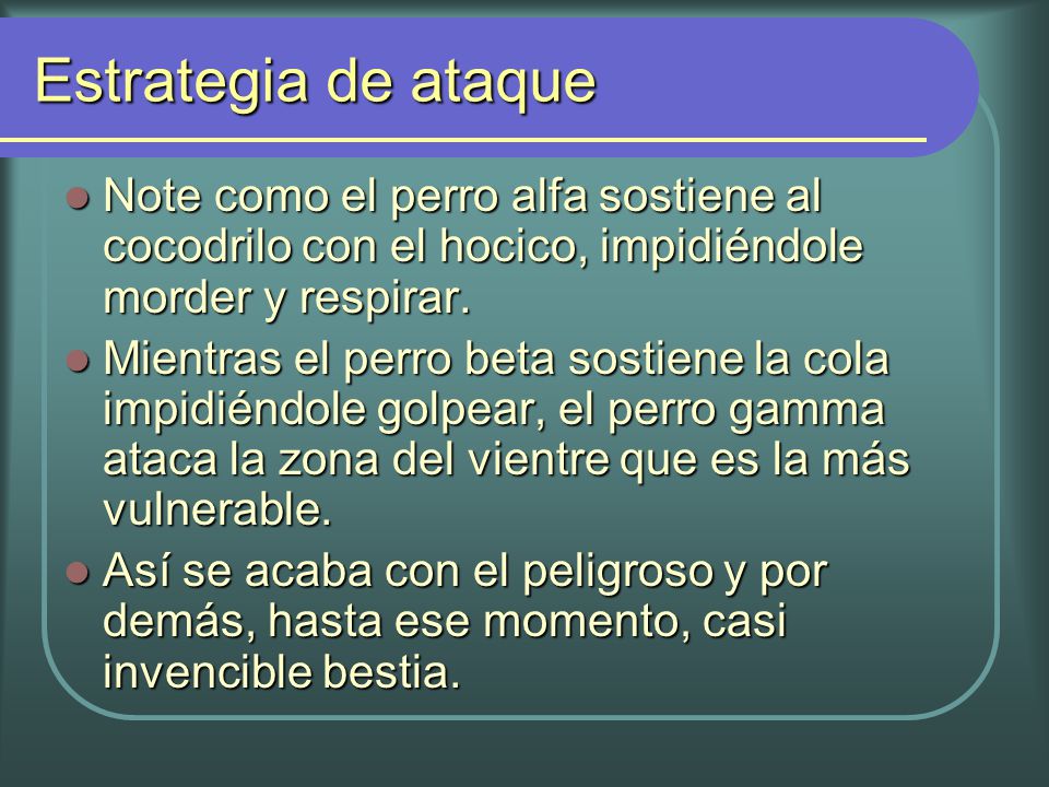 Estrategia de ataque Note como el perro alfa sostiene al cocodrilo con el hocico, impidiéndole morder y respirar.