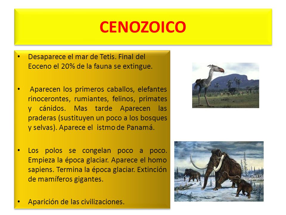 CENOZOICO Desaparece el mar de Tetis. Final del Eoceno el 20% de la fauna se extingue.