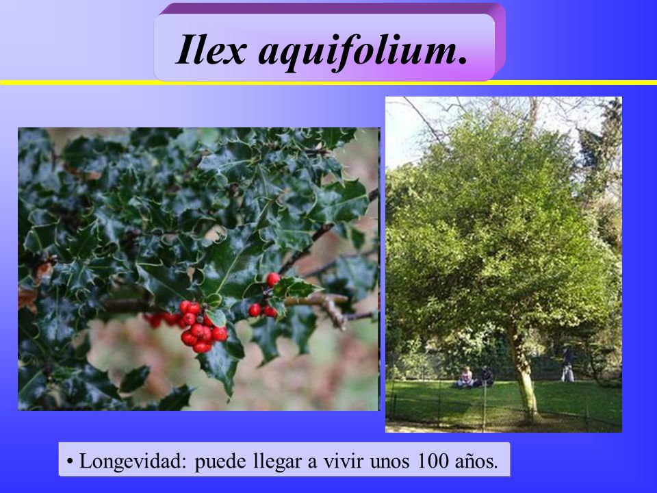 Ilex aquifolium. Longevidad: puede llegar a vivir unos 100 años.