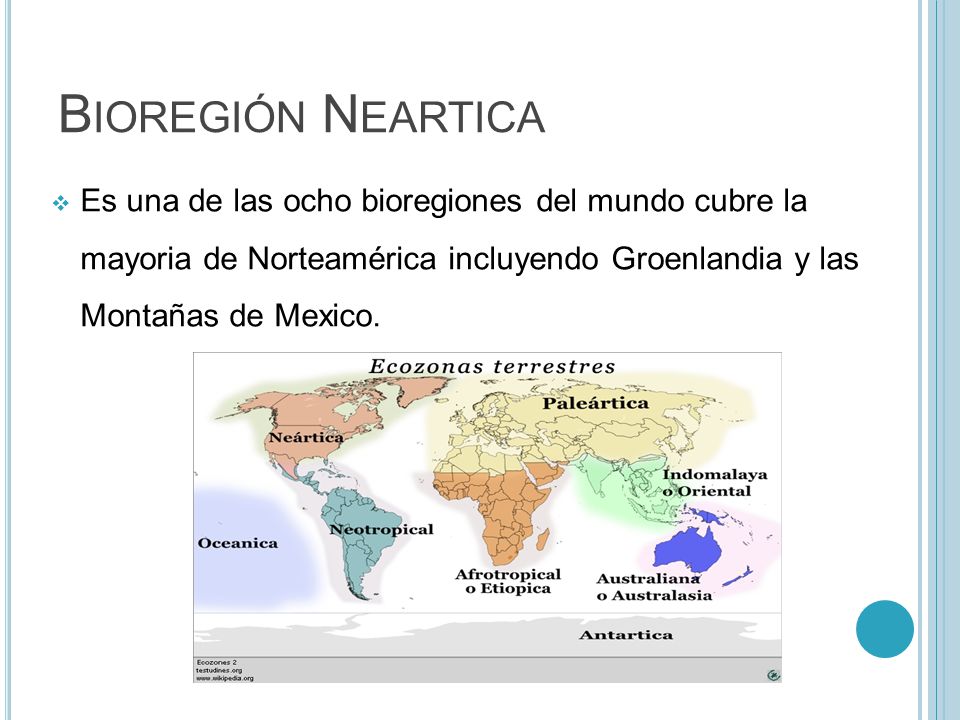 Bioregión Neartica Es una de las ocho bioregiones del mundo cubre la mayoria de Norteamérica incluyendo Groenlandia y las Montañas de Mexico.