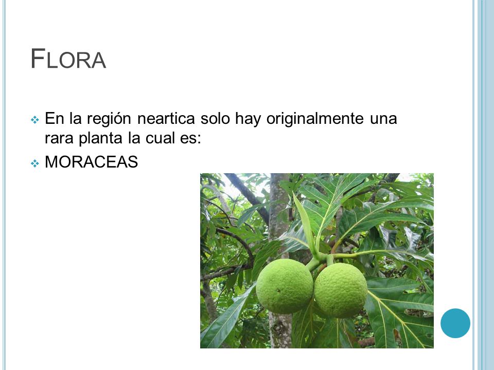 Flora En la región neartica solo hay originalmente una rara planta la cual es: MORACEAS