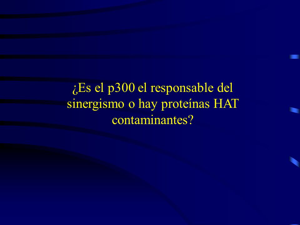¿Es el p300 el responsable del sinergismo o hay proteínas HAT contaminantes