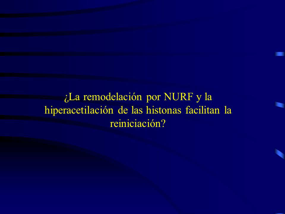 ¿La remodelación por NURF y la hiperacetilación de las histonas facilitan la reiniciación