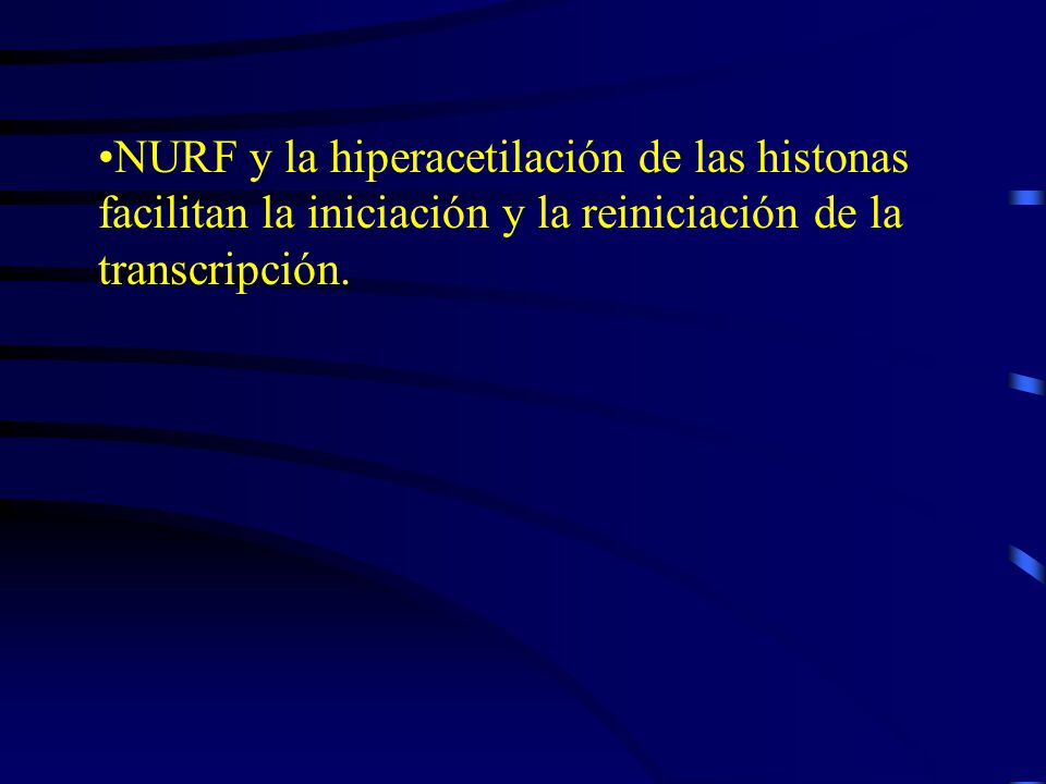 NURF y la hiperacetilación de las histonas facilitan la iniciación y la reiniciación de la transcripción.