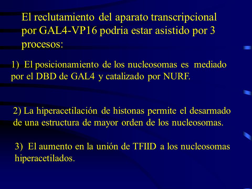 El reclutamiento del aparato transcripcional por GAL4-VP16 podria estar asistido por 3 procesos: