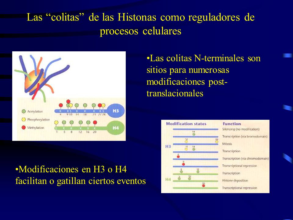 Las colitas de las Histonas como reguladores de procesos celulares